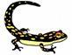 SALAMANDRA SRL