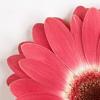 GERBERA SRL