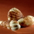 Ciocolata turnata in forma de afacere - Foto  - 5