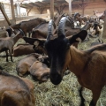 Gospodarii din Nemsa si Rasca - Foto 2 din 21