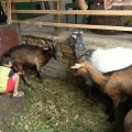 Gospodarii din Nemsa si Rasca - Foto 9 din 21