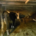 Gospodarii din Nemsa si Rasca - Foto 13 din 21