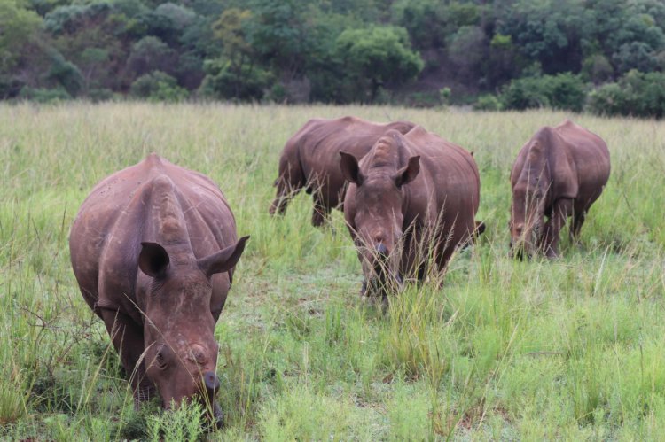 Maria Nila continua campania de caritate Save the Rhino