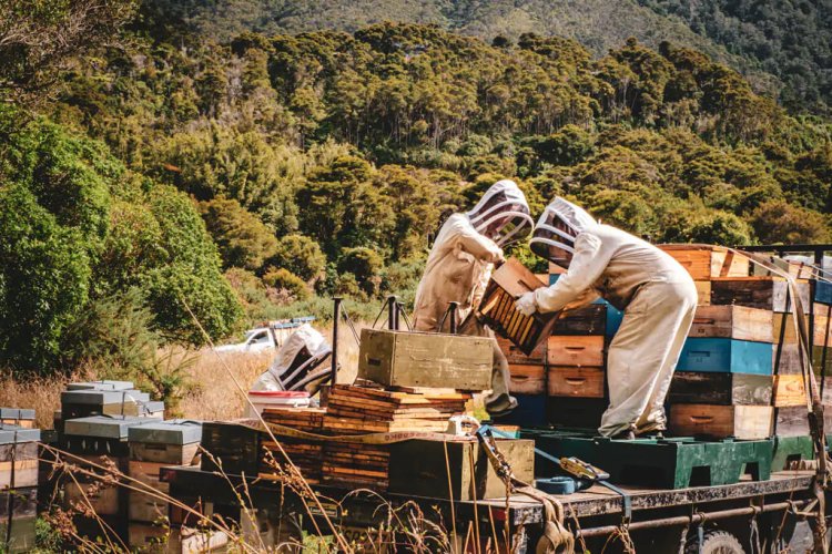 Povestea extraordinarei miere de Manuka din Noua Zeelandă