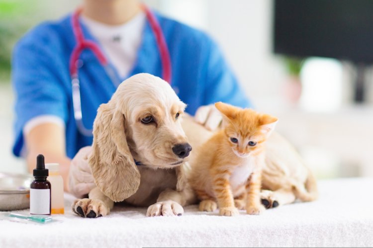 Distribuitorul de produse veterinare, Vet Diagnostic, a redus considerabil timpii de lucru si a crescut profitabilitatea