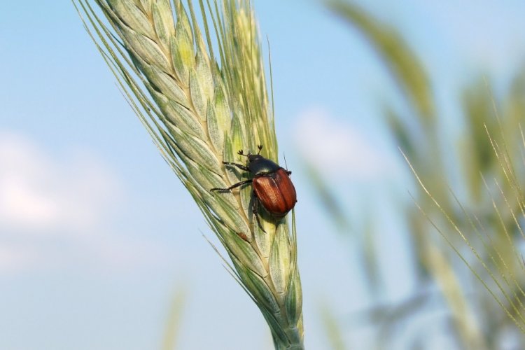 5 metode eficiente de a scăpa de insecte în agricultură