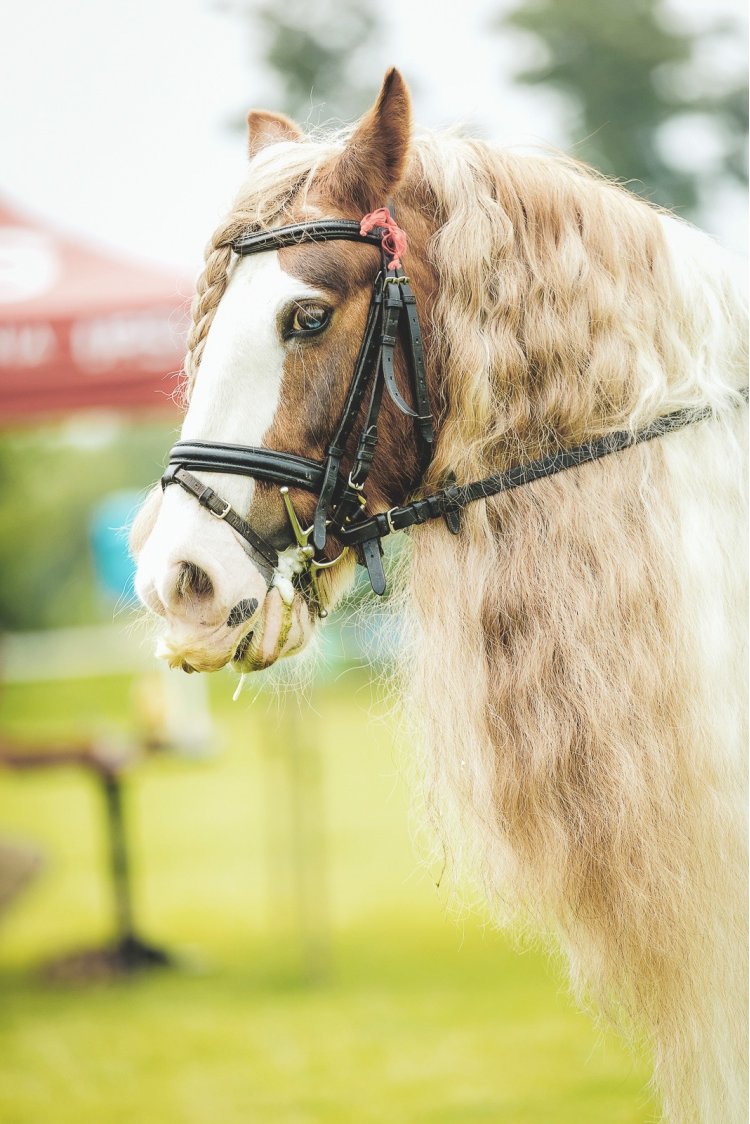 Despre ponei și cai la cea de-a patra ediție Karpatia Pony Show