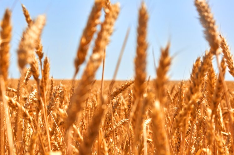 Cum să alegi cel mai bun fertilizant foliar pentru cerealele păioase